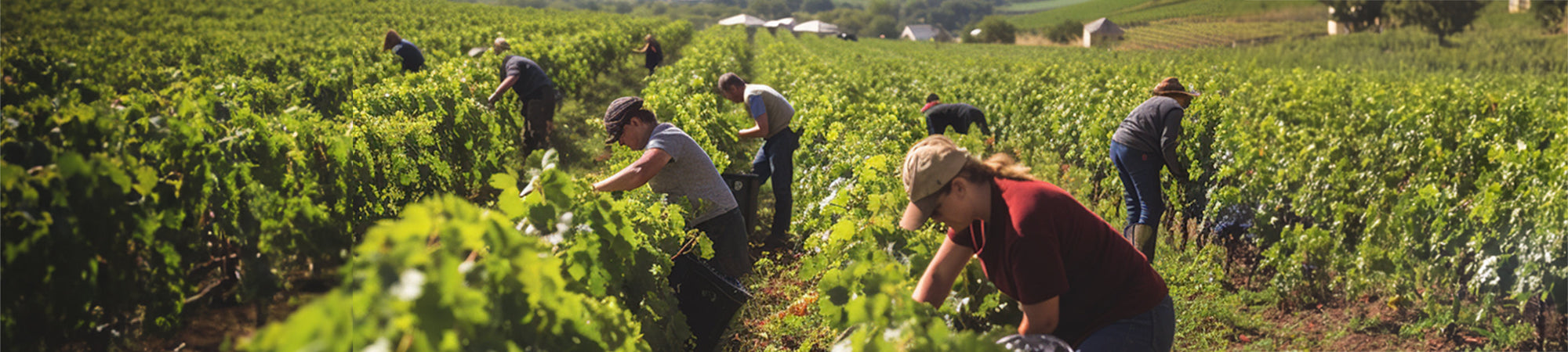 Domaine des Carmes