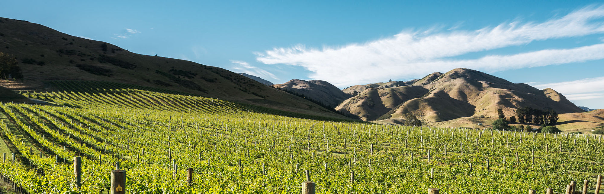 Cloudy Bay Sauvignon Blanc 2021 - New Zealand - Voyageurs du Vin